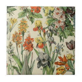 Adolph Millot Botanical Illustration 2 Kakelplatta