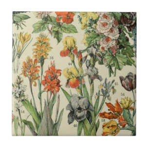 Adolph Millot Botanical Illustration 2 Kakelplatta