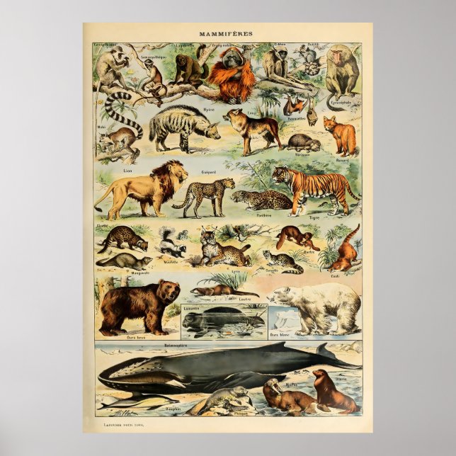 Adolphe Millot Animals Poster (Framsidan)