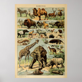 Adolphe Millot Animals Poster