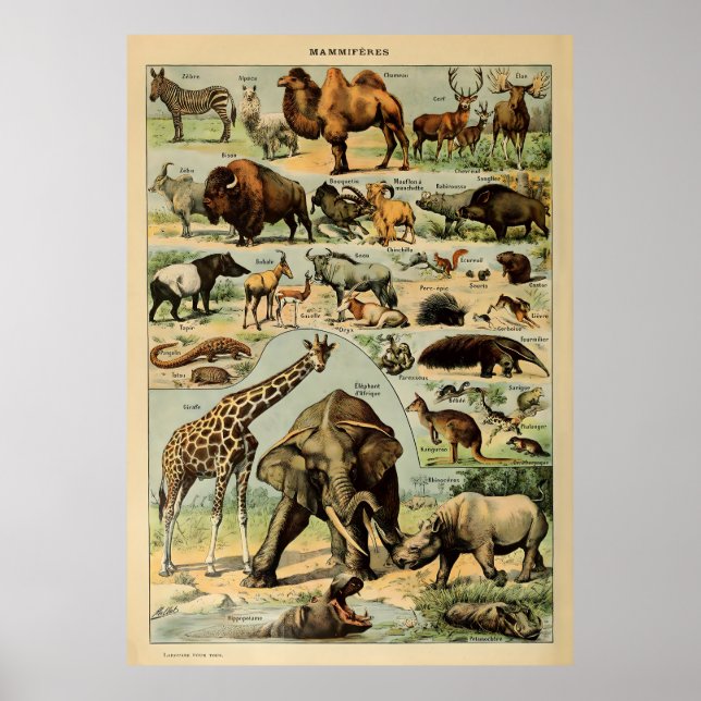 Adolphe Millot Animals Poster (Framsidan)