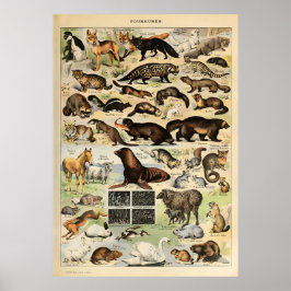 Adolphe Millot Animals Poster