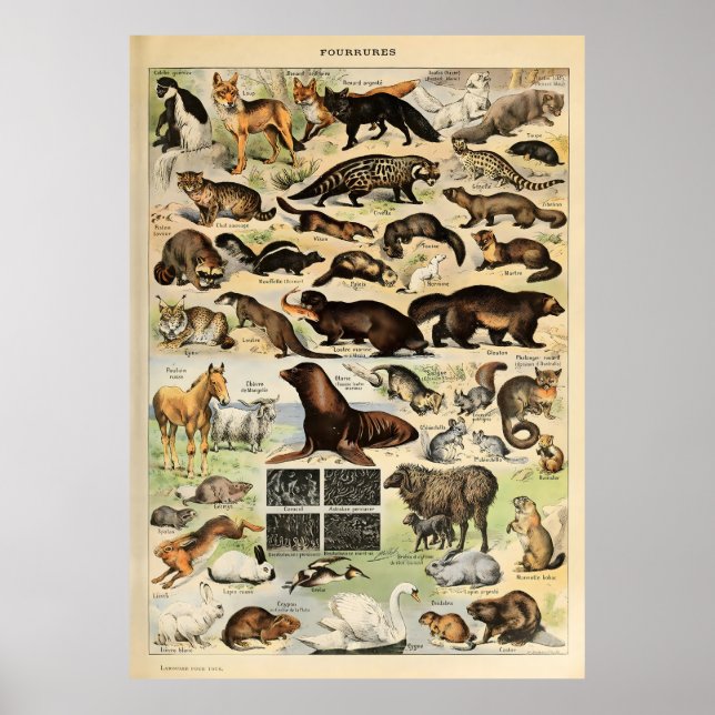 Adolphe Millot Animals Poster (Framsidan)