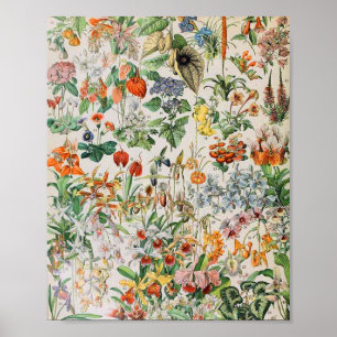 Adolphe Millot blommor D Poster