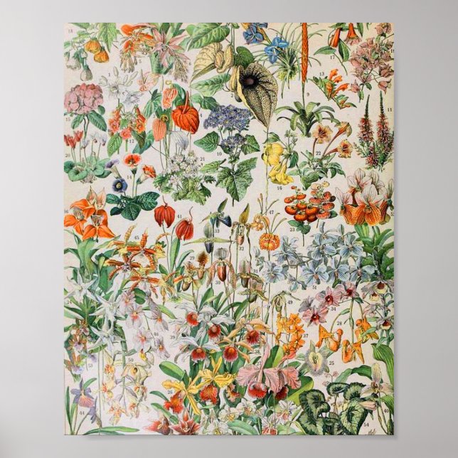 Adolphe Millot blommor D Poster (Framsidan)