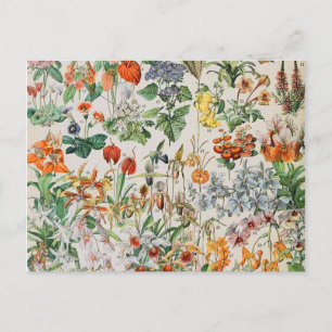 Adolphe Millot blommor D Vykort