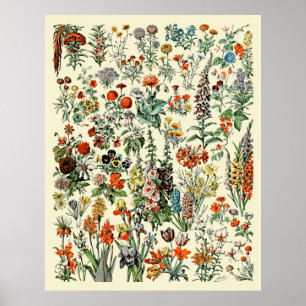 Adolphe Millot blommor Poster