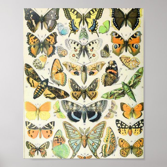 Adolphe Millot Butterflies A Poster (Framsidan)
