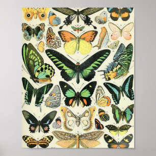 Adolphe Millot Butterflies B Poster