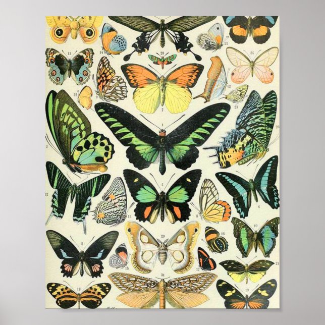 Adolphe Millot Butterflies B Poster (Framsidan)