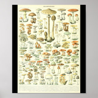 Adolphe Millot Champignon B-svampdiagram Poster