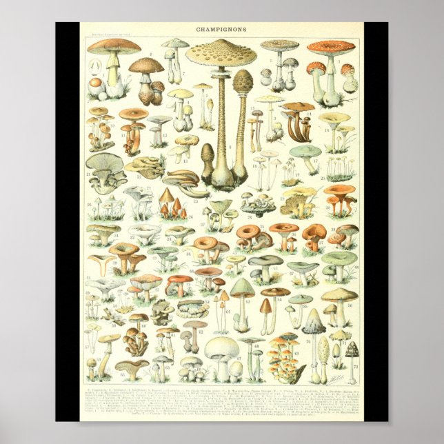 Adolphe Millot Champignon B-svampdiagram Poster (Framsidan)