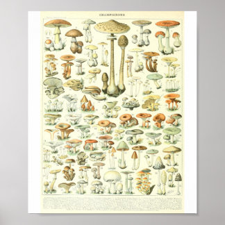 Adolphe Millot Champignon B-svampdiagram Poster