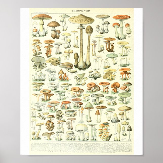 Adolphe Millot Champignon B-svampdiagram Poster (Framsidan)