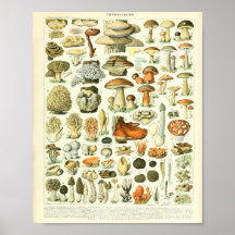 Adolphe Millot Champignon Mushroom-utskrift