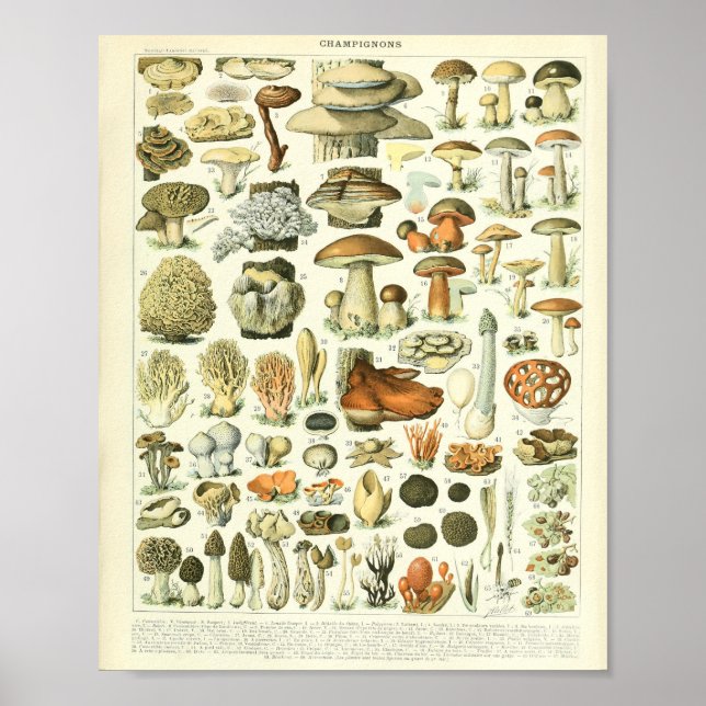 Adolphe Millot Champignon Mushroom-utskrift Poster (Framsidan)