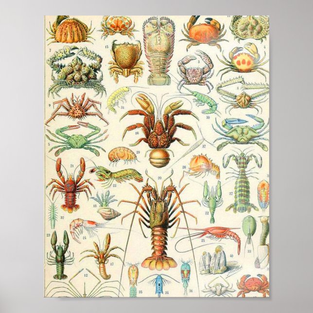 Adolphe Millot crustaces Poster (Framsidan)