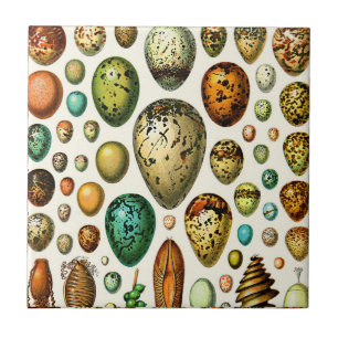 Adolphe Millot Egg Ceramics Kakelplatta