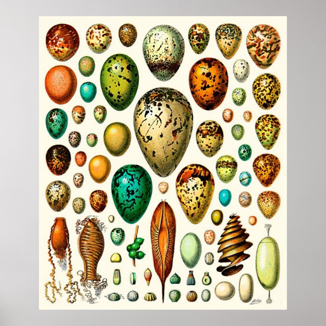 Adolphe Millot ~ Eggs Poster (Framsidan)