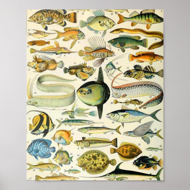 Adolphe Millot fish A Poster (Framsidan)
