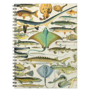 Adolphe Millot fish B Anteckningsbok