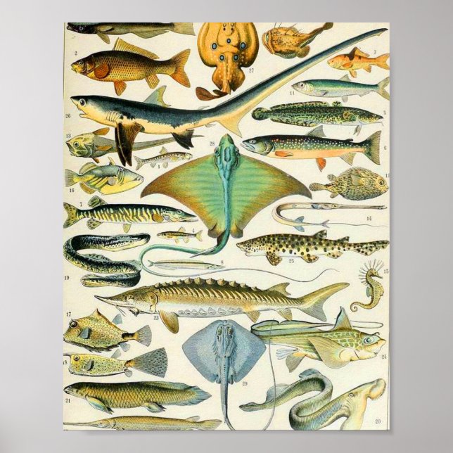Adolphe Millot fish B Poster (Framsidan)