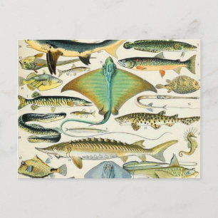 Adolphe Millot fish B Vykort
