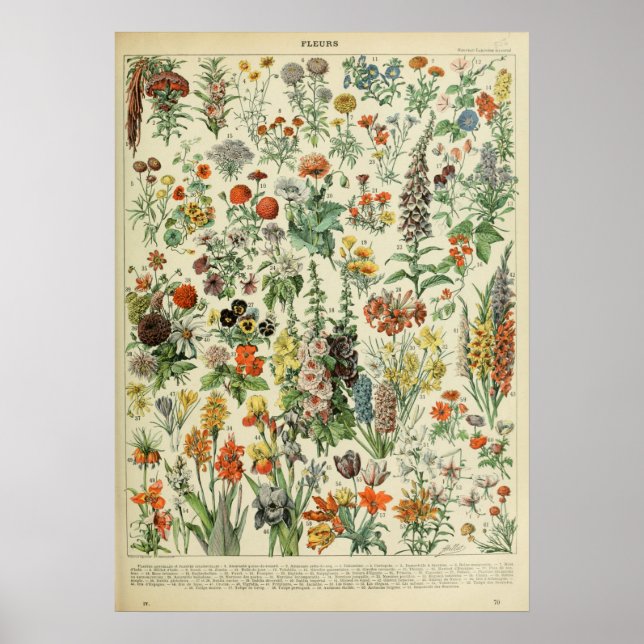 Adolphe Millot Fleurs Poster (Framsidan)