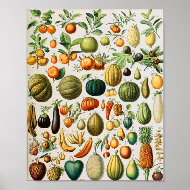 Adolphe Millot fruits B Poster (Framsidan)
