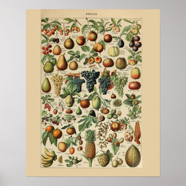 Adolphe Millot Fruits Print Poster (Framsidan)