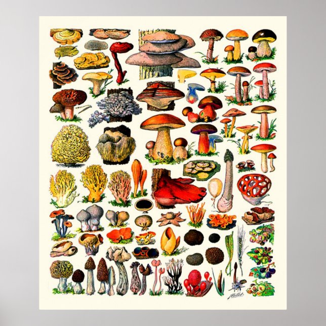 Adolphe Millot ~ Fungi Poster (Framsidan)