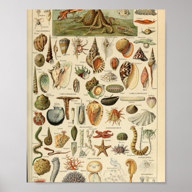 Adolphe Millot Mollusques Pour Tous Poster (Framsidan)
