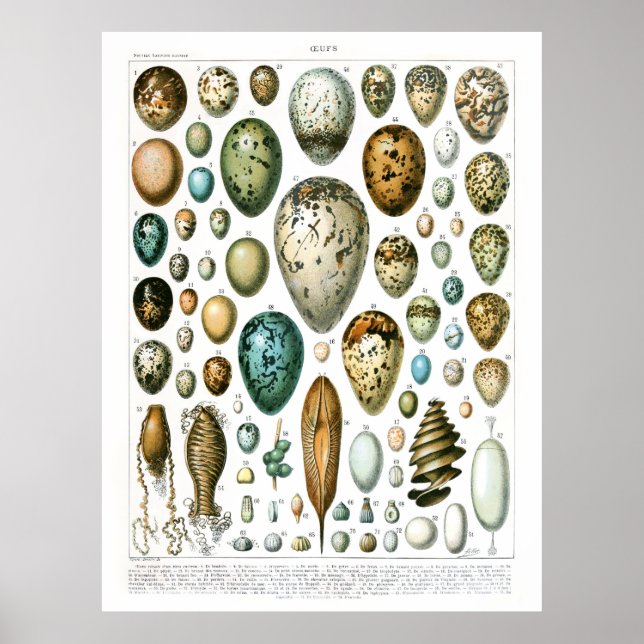 Adolphe Millot Ouefs Eggs Poster (Framsidan)