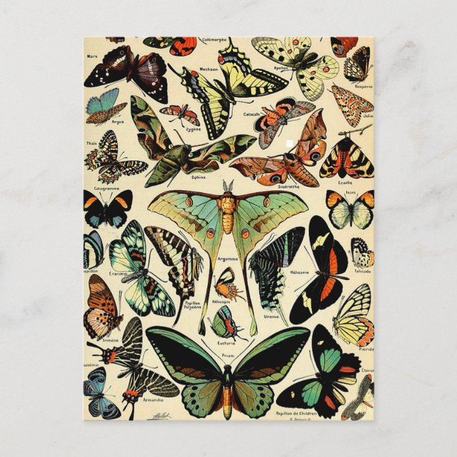 Adolphe Millot Papillons vykort (Framsida)
