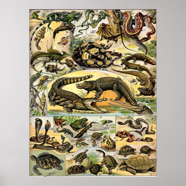 Adolphe Millot Reptiles Poster (Framsidan)