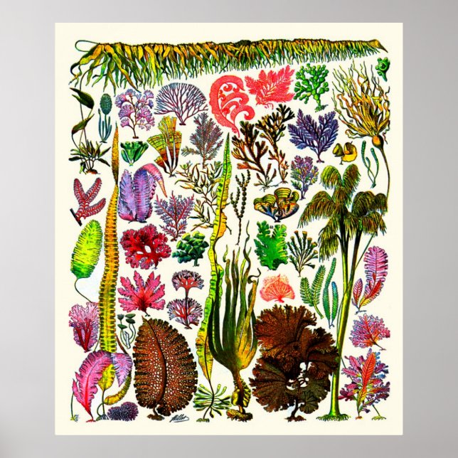 Adolphe Millot ~ Sjögräs Poster (Framsidan)