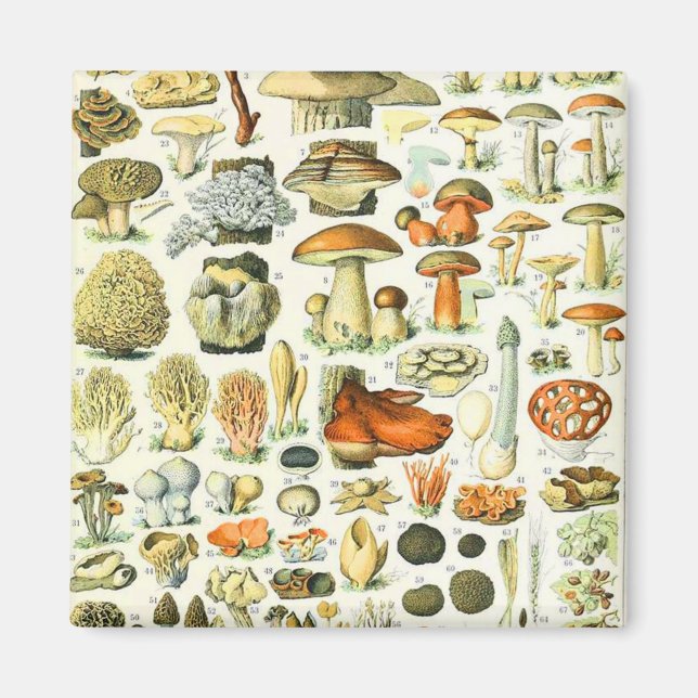 Adolphe Millot svamp Magnet (Framsidan)