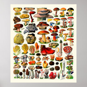 Adolphe Millot ~-svampar Poster