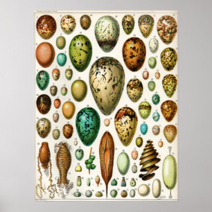 Adolphe Millot Vintage Fransk Bird Eggs Poster