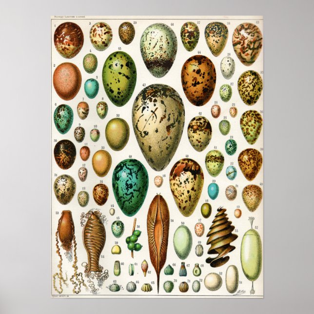 Adolphe Millot Vintage Fransk Bird Eggs Poster (Framsidan)