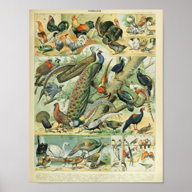 Adolphe Millots fågelillustrationer Poster (Framsidan)