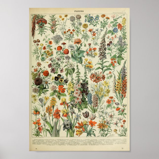 Adolphe Philippe Millot Fleurs Poster (Framsidan)