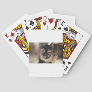 ADOPT Tiffany Casinokort