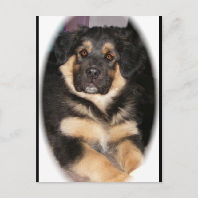 adoptable_GSD_mix Postkort Vykort (Framsida)