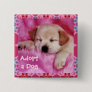 Adoptera en hund knäppas knapp