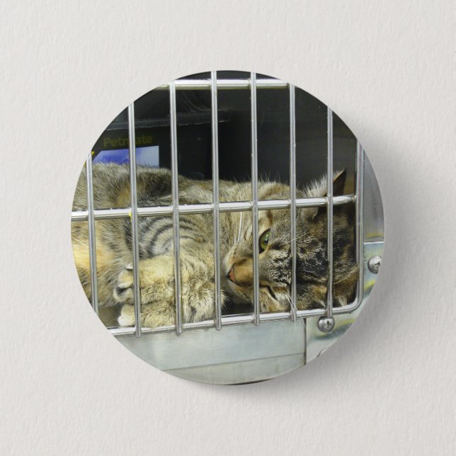 Adoptera en katt knäppas 001 knapp (Framsida)