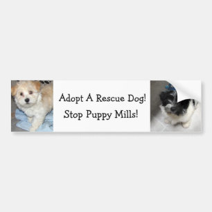 Adoptera en Resuce hund - Havanese valpar Bildekal