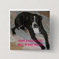 Adoptera en skyddhund i dag!