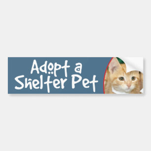Adoptera kattunge för Tabby för skyddhusdjur en Bildekal