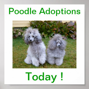 Adoptioner för hund för leksakminiatyrpudel poster